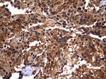 CSNK1G2 Antibody in Immunohistochemistry (Paraffin) (IHC (P))