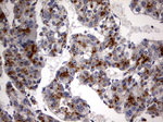 CSNK1G2 Antibody in Immunohistochemistry (Paraffin) (IHC (P))