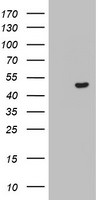 CSNK1G2 Antibody in Western Blot (WB)