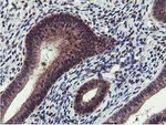 CST2 Antibody in Immunohistochemistry (Paraffin) (IHC (P))