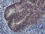 CST2 Antibody in Immunohistochemistry (Paraffin) (IHC (P))