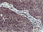 CST2 Antibody in Immunohistochemistry (Paraffin) (IHC (P))