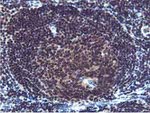 CST2 Antibody in Immunohistochemistry (Paraffin) (IHC (P))