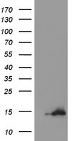CST3 Antibody in Western Blot (WB)