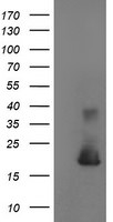 CST4 Antibody in Western Blot (WB)
