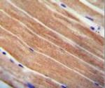 Cystatin 9 Antibody in Immunohistochemistry (IHC)