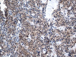 CSTB Antibody in Immunohistochemistry (Paraffin) (IHC (P))