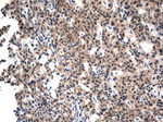 CSTB Antibody in Immunohistochemistry (Paraffin) (IHC (P))
