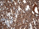 CSTB Antibody in Immunohistochemistry (Paraffin) (IHC (P))