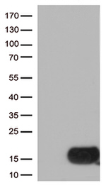 CSTB Antibody in Western Blot (WB)
