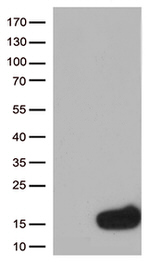 CSTB Antibody in Western Blot (WB)