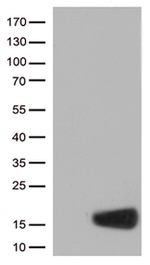 CSTB Antibody in Western Blot (WB)