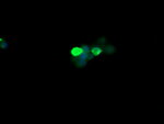 CTAG1B Antibody in Immunocytochemistry (ICC/IF)