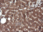 CTAG1B Antibody in Immunohistochemistry (Paraffin) (IHC (P))