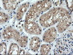 CTAG1B Antibody in Immunohistochemistry (Paraffin) (IHC (P))