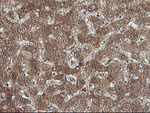 CTAG1B Antibody in Immunohistochemistry (Paraffin) (IHC (P))