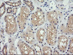 CTAG1B Antibody in Immunohistochemistry (Paraffin) (IHC (P))