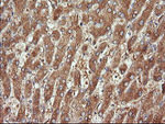 CTAG1B Antibody in Immunohistochemistry (Paraffin) (IHC (P))