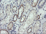 CTAG1B Antibody in Immunohistochemistry (Paraffin) (IHC (P))