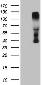 CTBP2 Antibody in Western Blot (WB)