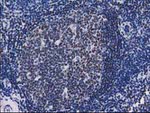 CTDSP1 Antibody in Immunohistochemistry (Paraffin) (IHC (P))