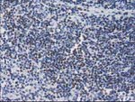 CTDSP1 Antibody in Immunohistochemistry (Paraffin) (IHC (P))