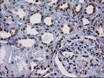 CTDSP1 Antibody in Immunohistochemistry (Paraffin) (IHC (P))
