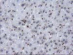 CTDSP1 Antibody in Immunohistochemistry (Paraffin) (IHC (P))