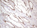 CTDSP2 Antibody in Immunohistochemistry (Paraffin) (IHC (P))