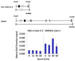 CTDSP2 Antibody in ChIP Assay (ChIP)