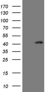 CTGF Antibody in Western Blot (WB)