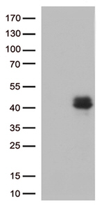 CTGF Antibody in Western Blot (WB)