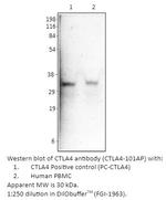 CTLA4 Polyclonal Antibody