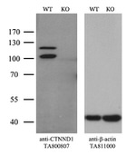 CTNND1 Antibody in Western Blot (WB)