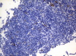 CTSL1 Antibody in Immunohistochemistry (Paraffin) (IHC (P))
