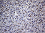 CTSL1 Antibody in Immunohistochemistry (Paraffin) (IHC (P))