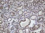 CUL4B Antibody in Immunohistochemistry (Paraffin) (IHC (P))