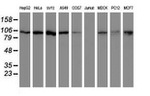 CUL4B Antibody in Western Blot (WB)