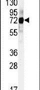 Cullin 5 Antibody in Western Blot (WB)