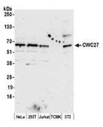 CWC27 Polyclonal Antibody