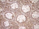 CWC27 Antibody in Immunohistochemistry (Paraffin) (IHC (P))