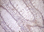 CWC27 Antibody in Immunohistochemistry (Paraffin) (IHC (P))