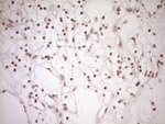 CWC27 Antibody in Immunohistochemistry (Paraffin) (IHC (P))