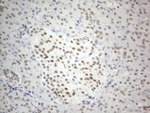 CWC27 Antibody in Immunohistochemistry (Paraffin) (IHC (P))