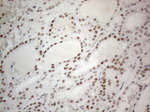 CWC27 Antibody in Immunohistochemistry (Paraffin) (IHC (P))