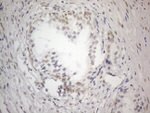 CWC27 Antibody in Immunohistochemistry (Paraffin) (IHC (P))