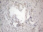 CWC27 Antibody in Immunohistochemistry (Paraffin) (IHC (P))