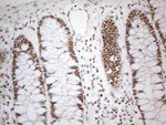 CWC27 Antibody in Immunohistochemistry (Paraffin) (IHC (P))