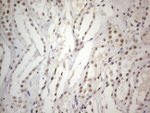 CWC27 Antibody in Immunohistochemistry (Paraffin) (IHC (P))