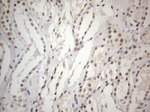 CWC27 Antibody in Immunohistochemistry (Paraffin) (IHC (P))